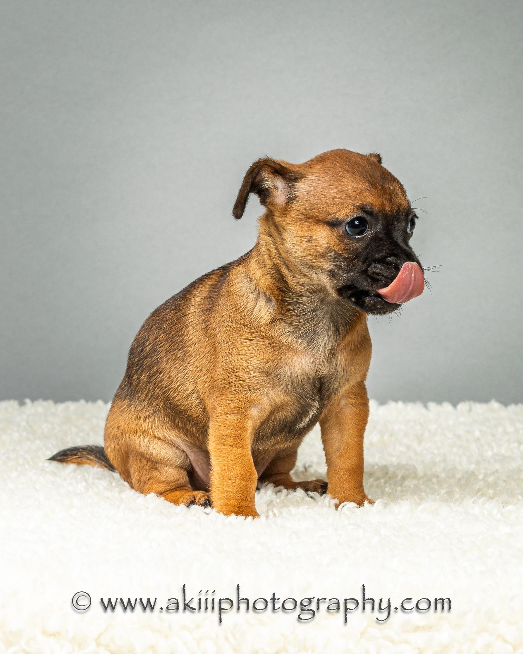 Dewey - Puppy - Coming Late August, a ADOPTABLE Chihuahua in Plano, TX image 5/6