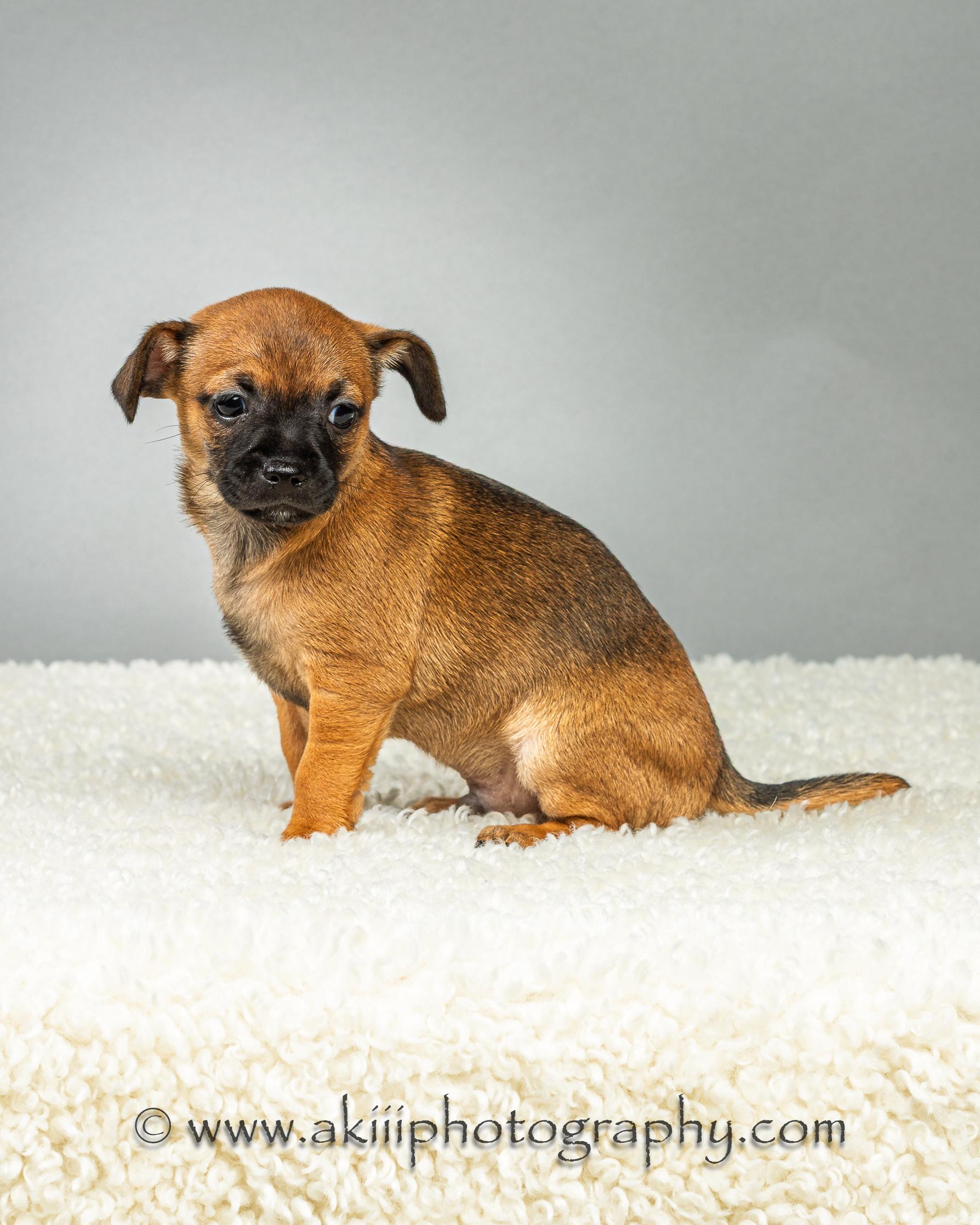Dewey - Puppy - Coming Late August, a ADOPTABLE Chihuahua in Plano, TX image 2/6