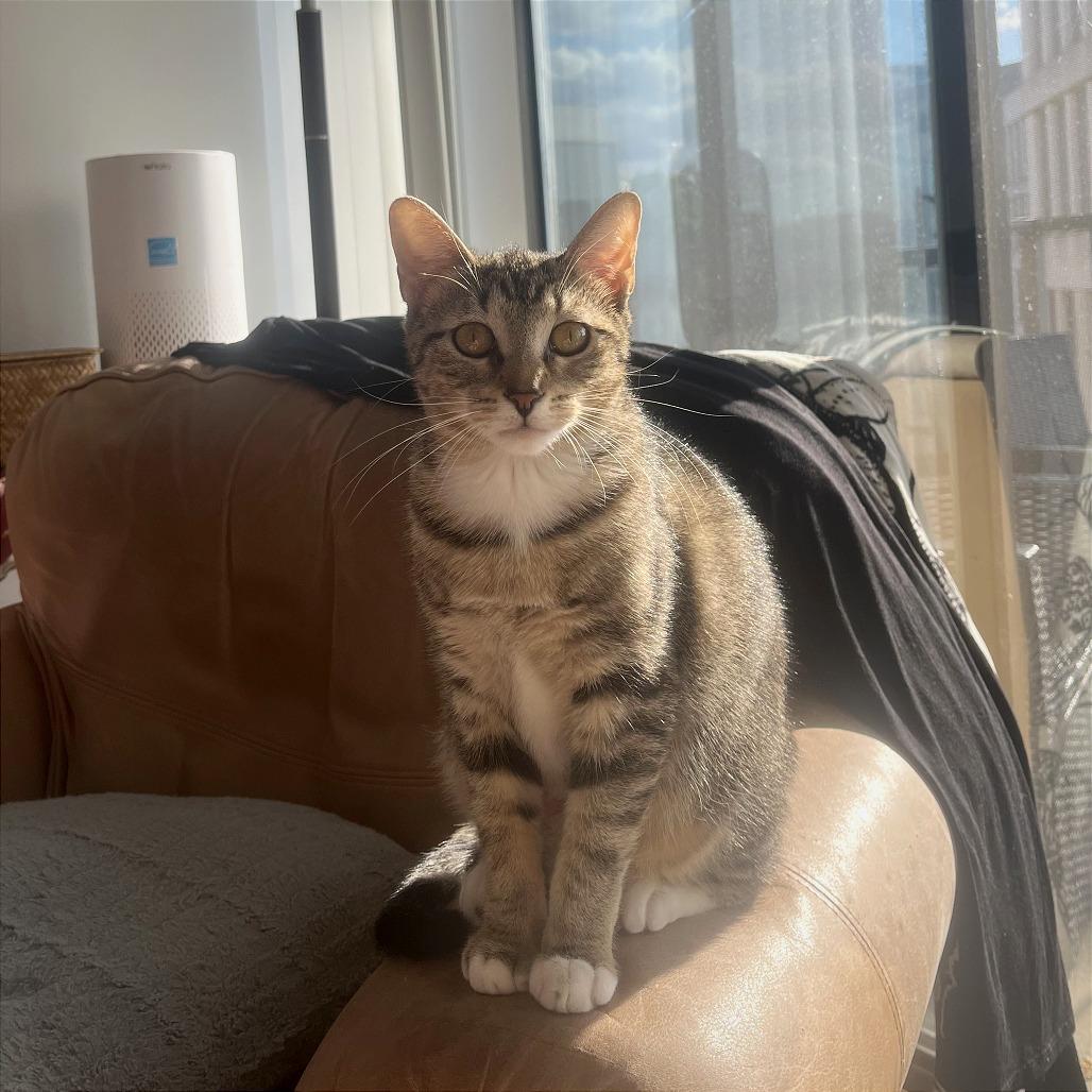 Sheba, Adoptable, Young Female Domestic Short Hair.