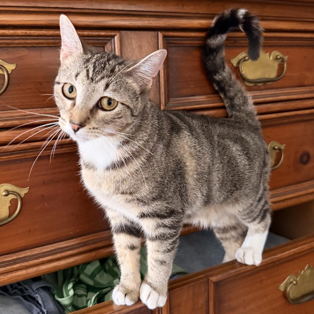 Sheba, a Adoptable Domestic Short Hair in Washington, DC image 2/6