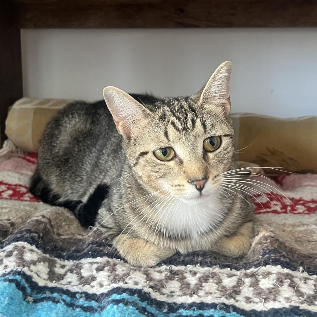 Sheba, a Adoptable Domestic Short Hair in Washington, DC image 3/6