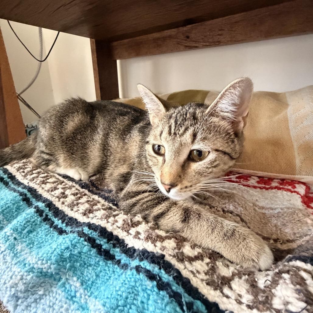 Sheba, a Adoptable Domestic Short Hair in Washington, DC image 4/6
