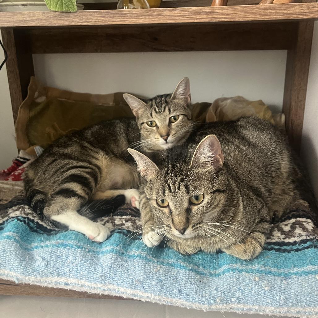 Sheba, a Adoptable Domestic Short Hair in Washington, DC image 6/6