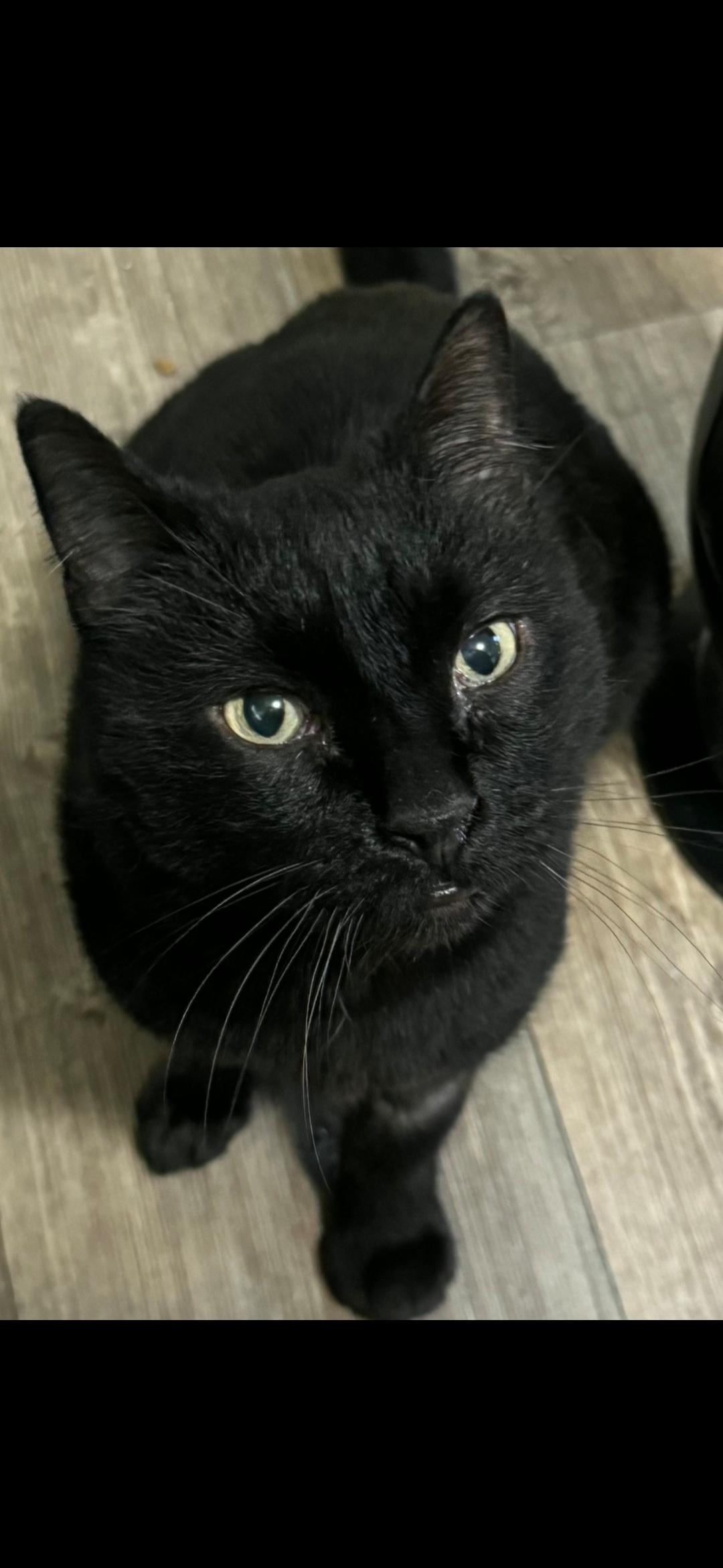 Enlarge Willie, a Adoptable Domestic Short Hair in Twin Falls, ID image 2/6