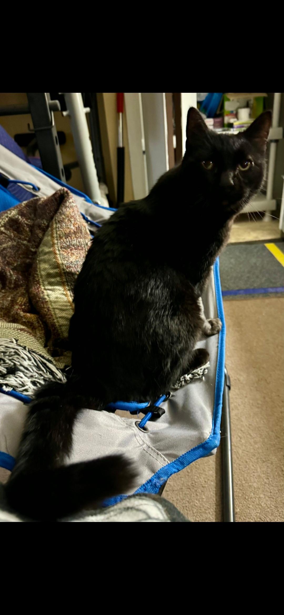 Enlarge Willie, a Adoptable Domestic Short Hair in Twin Falls, ID image 3/6