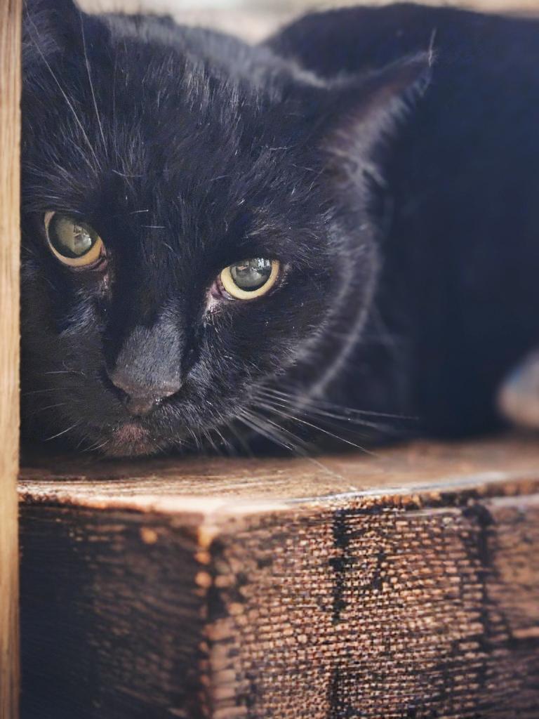 Willie — thumbnail 4