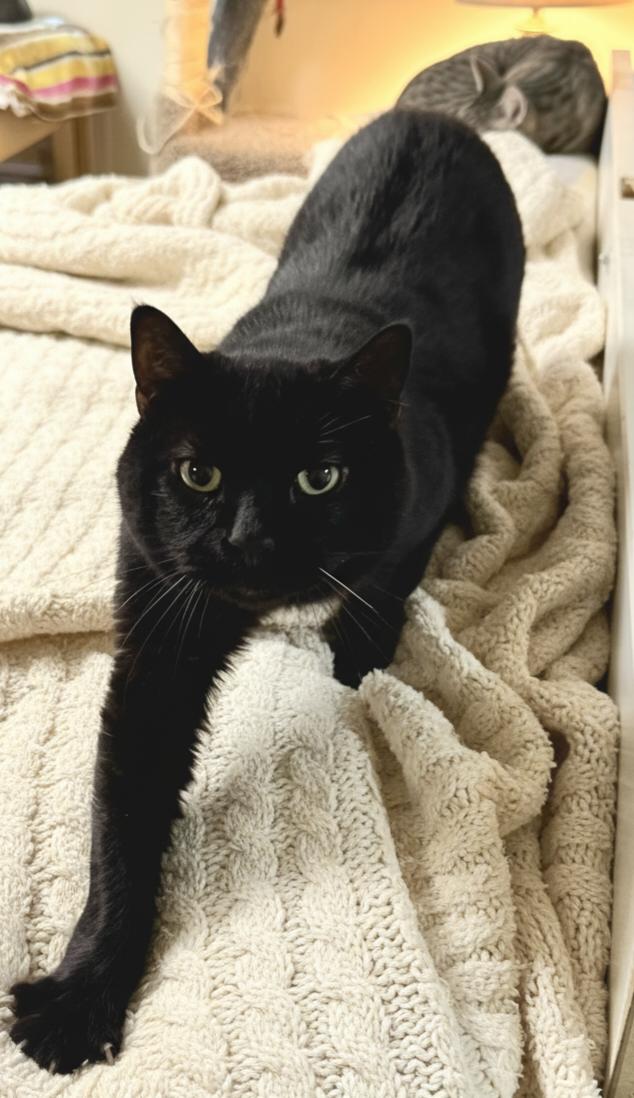 Enlarge Willie, a Adoptable Domestic Short Hair in Twin Falls, ID image 1/2