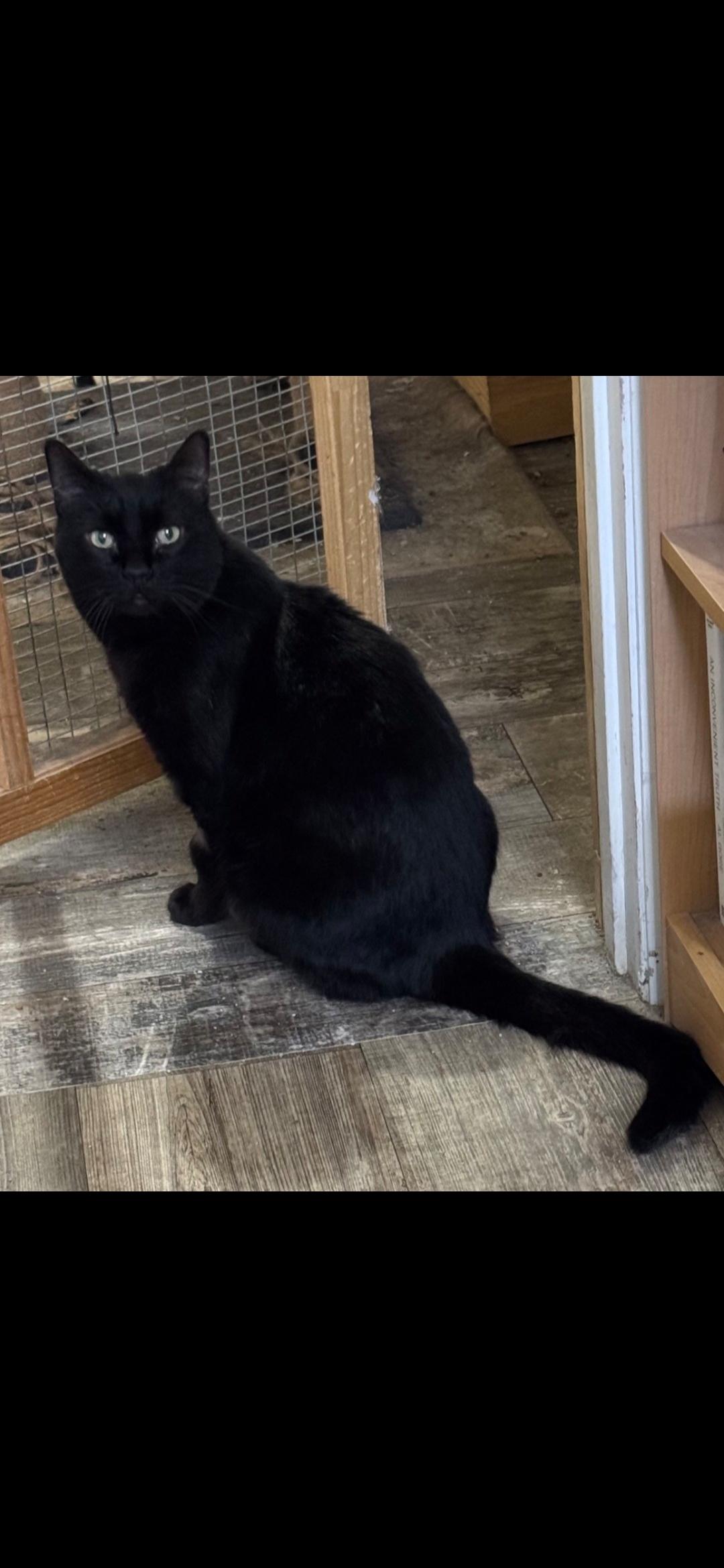 Enlarge Willie, a Adoptable Domestic Short Hair in Twin Falls, ID image 6/6