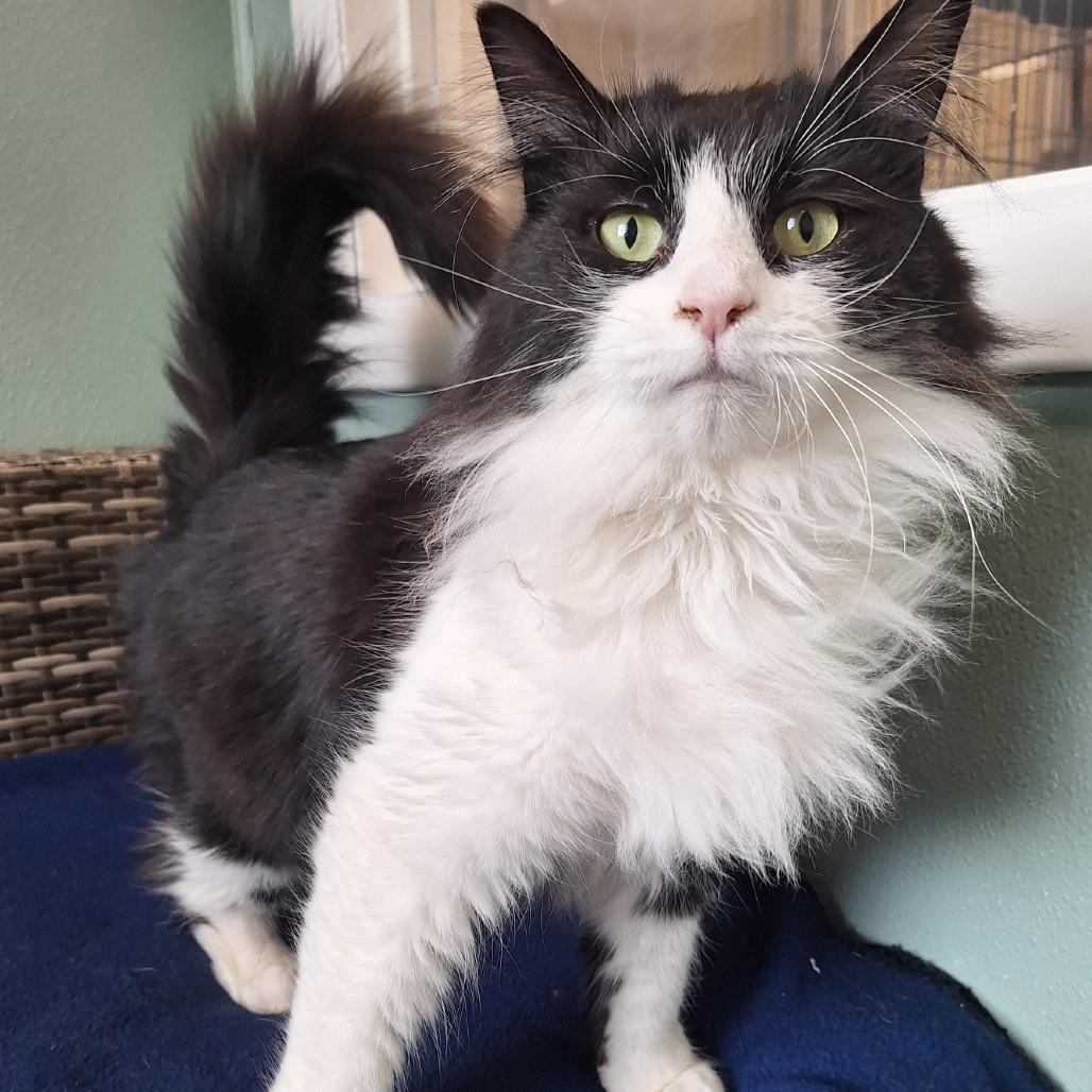 Moon, Adoptable, Young Male Domestic Long Hair.