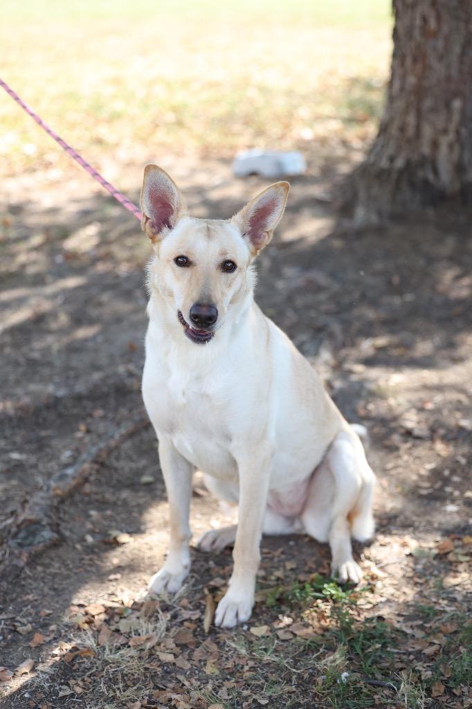Kyla, Adoptable, Young Female German Shepherd Dog & Mixed Breed.