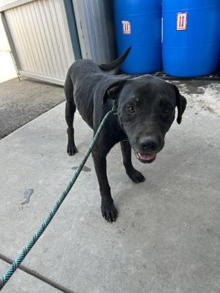 Moe, Adoptable, Adult Male Pit Bull Terrier & Mixed Breed.