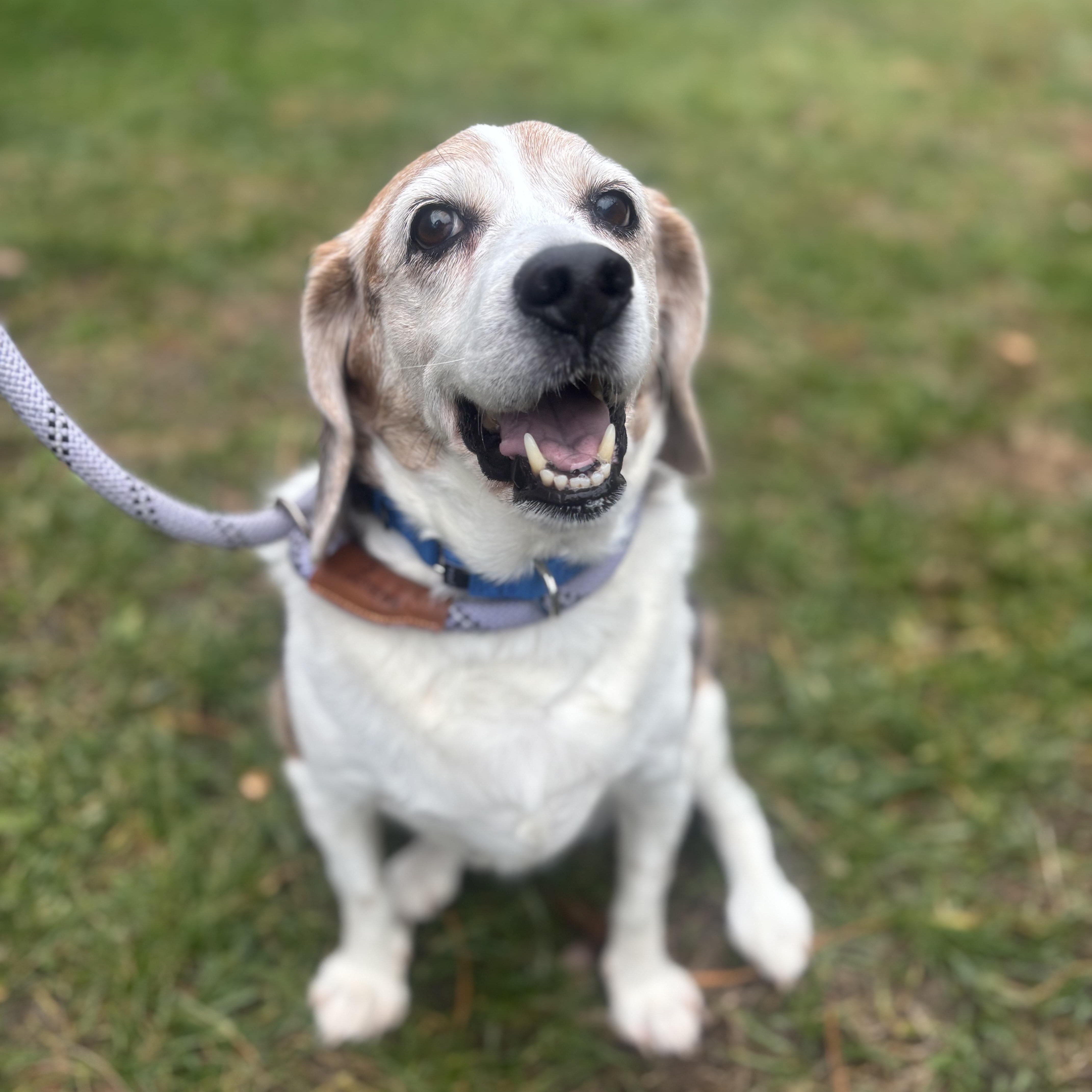 Ginger , a ADOPTABLE Beagle in Manahawkin, NJ image 1/2