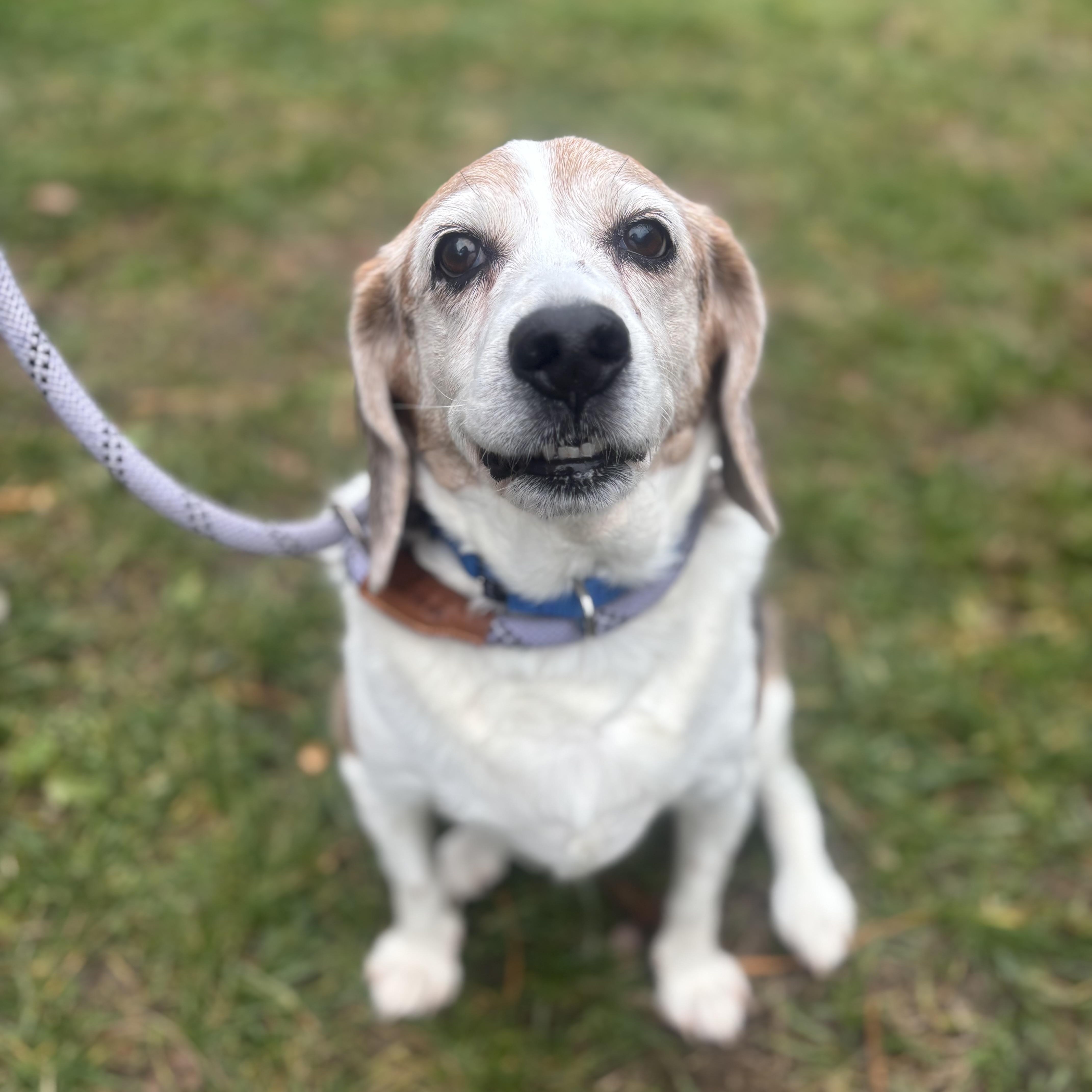 Ginger , a ADOPTABLE Beagle in Manahawkin, NJ image 2/2