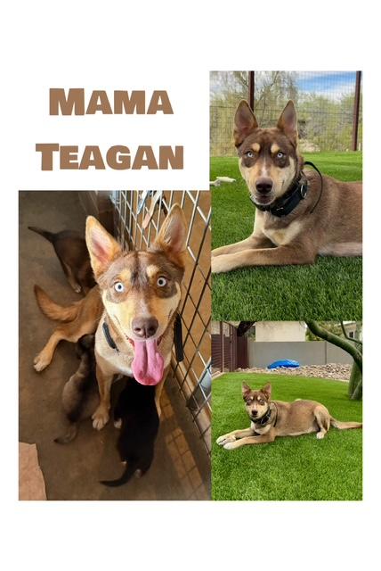 Enlarge Teagan's Litter, a ADOPTABLE mixed breed in Glendale, AZ image 2/2