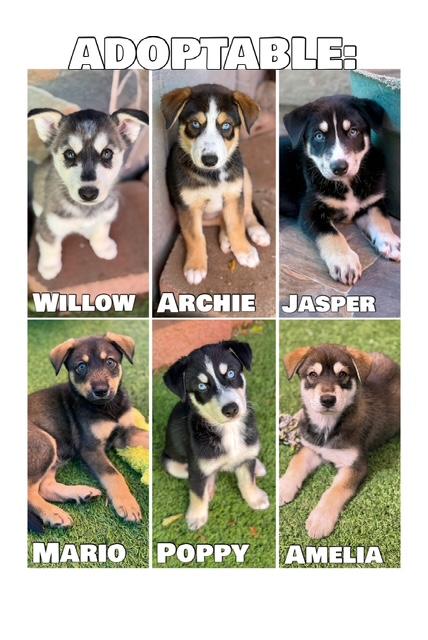 Teagan's Litter, ADOPTABLE, Young Male Husky.