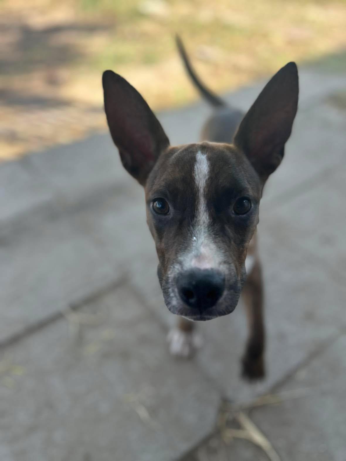 Enlarge River, a Adopted mixed breed in New York, NY image 3/6