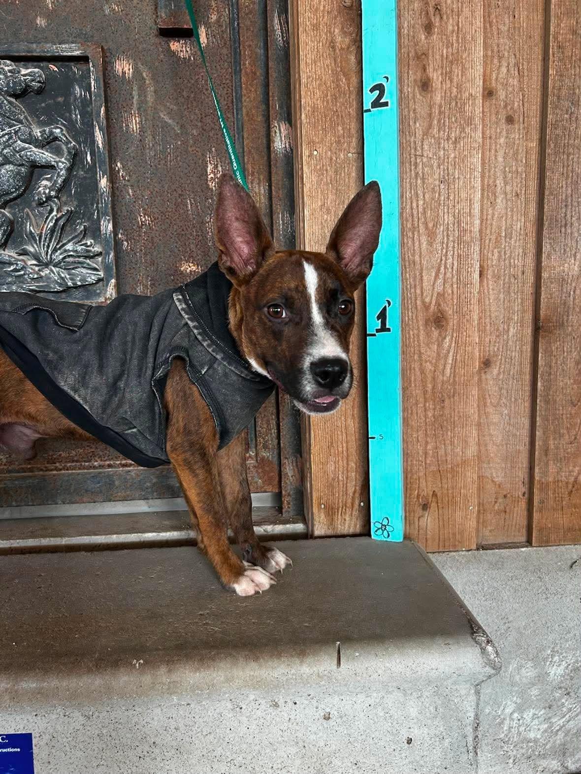 Enlarge River, a Adopted mixed breed in New York, NY image 5/6