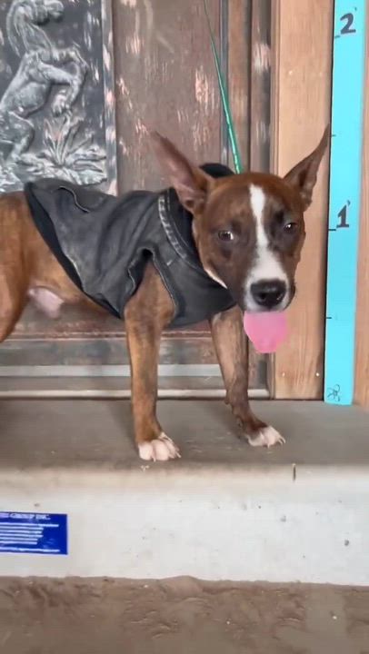 Enlarge River, a Adopted mixed breed in New York, NY video 6/6