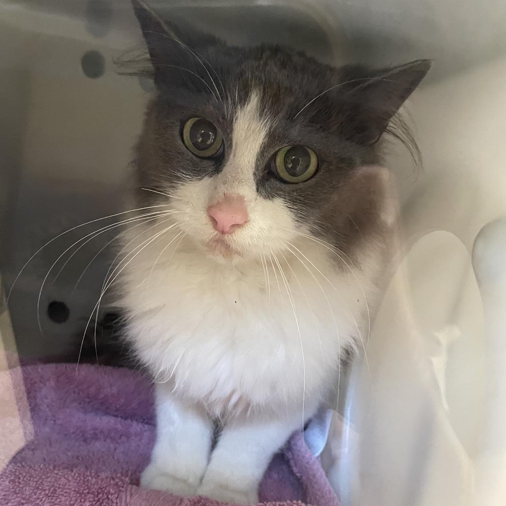 Raisinet, Adoptable, Adult Female Domestic Long Hair.