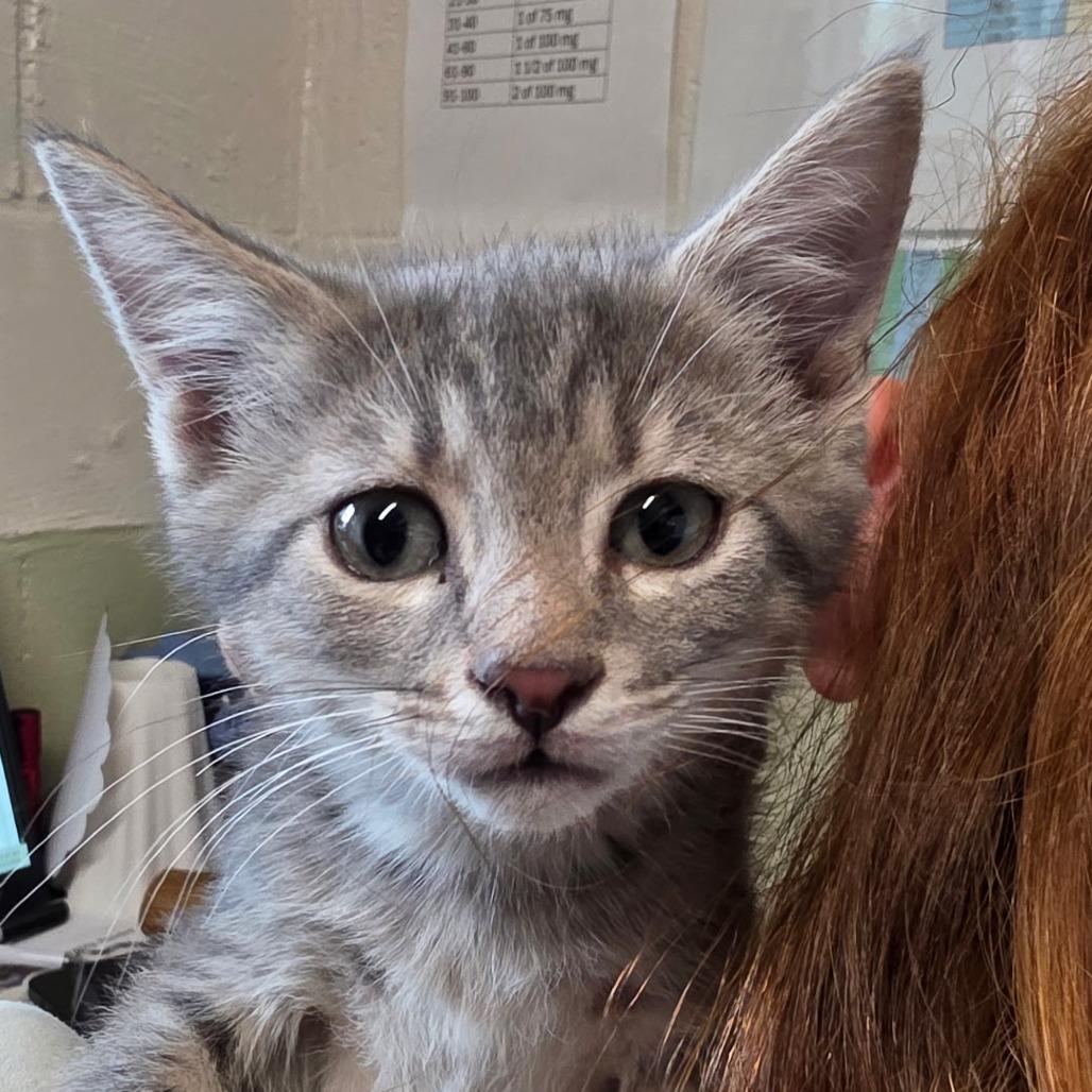 Peter, Adoptable, Kitten Male Domestic Short Hair.