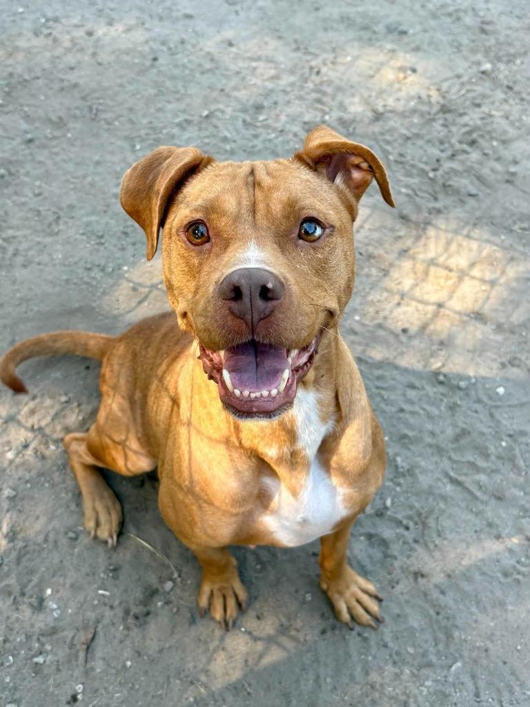 Fanny, Adoptable, Young Female Pit Bull Terrier.