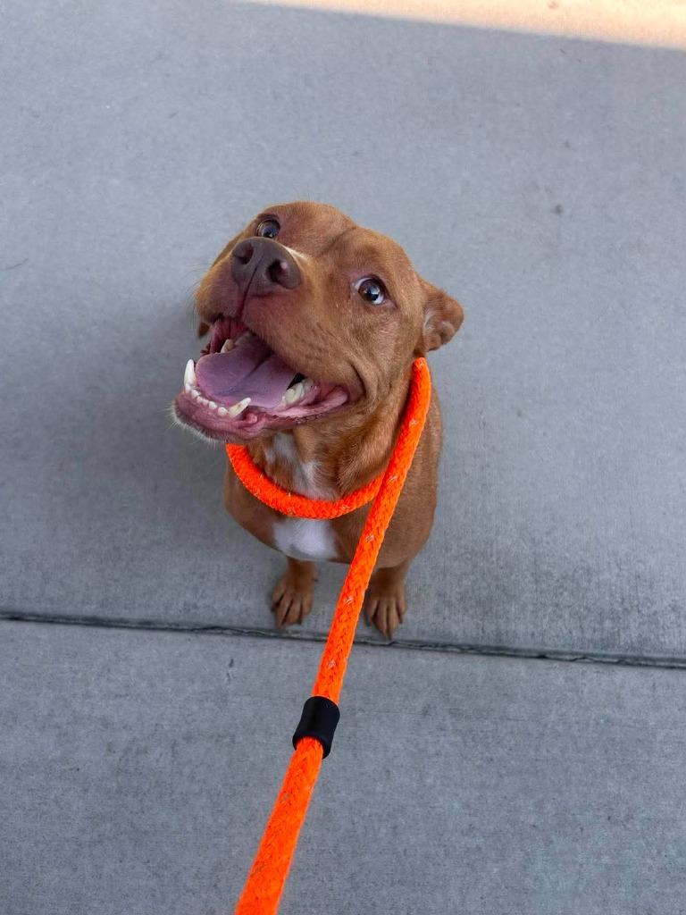 Enlarge Fanny, a Adoptable mixed breed in New Bern, NC image 2/2