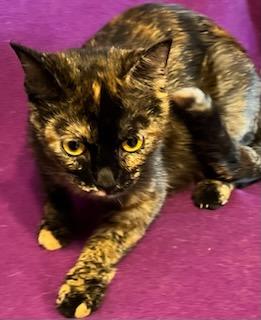 Enlarge Tortellina, a Adoptable Domestic Short Hair in Dacula, GA image 1/1