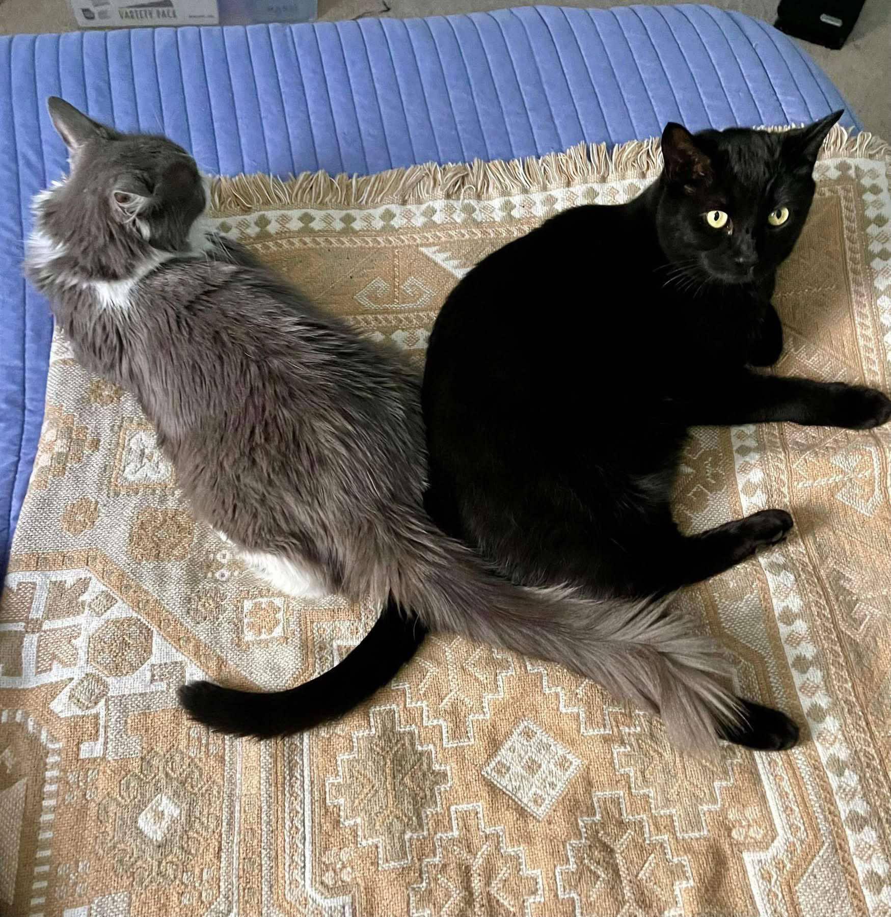 Alice and Archer, a Adopted Domestic Long Hair in San Diego, CA image 2/6