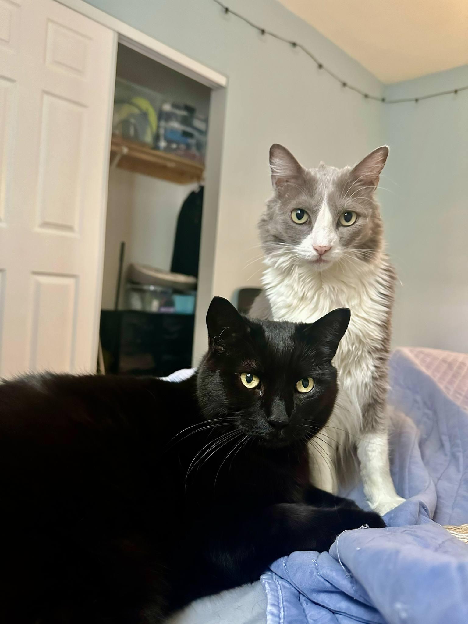 Alice and Archer, a Adopted Domestic Long Hair in San Diego, CA image 1/6