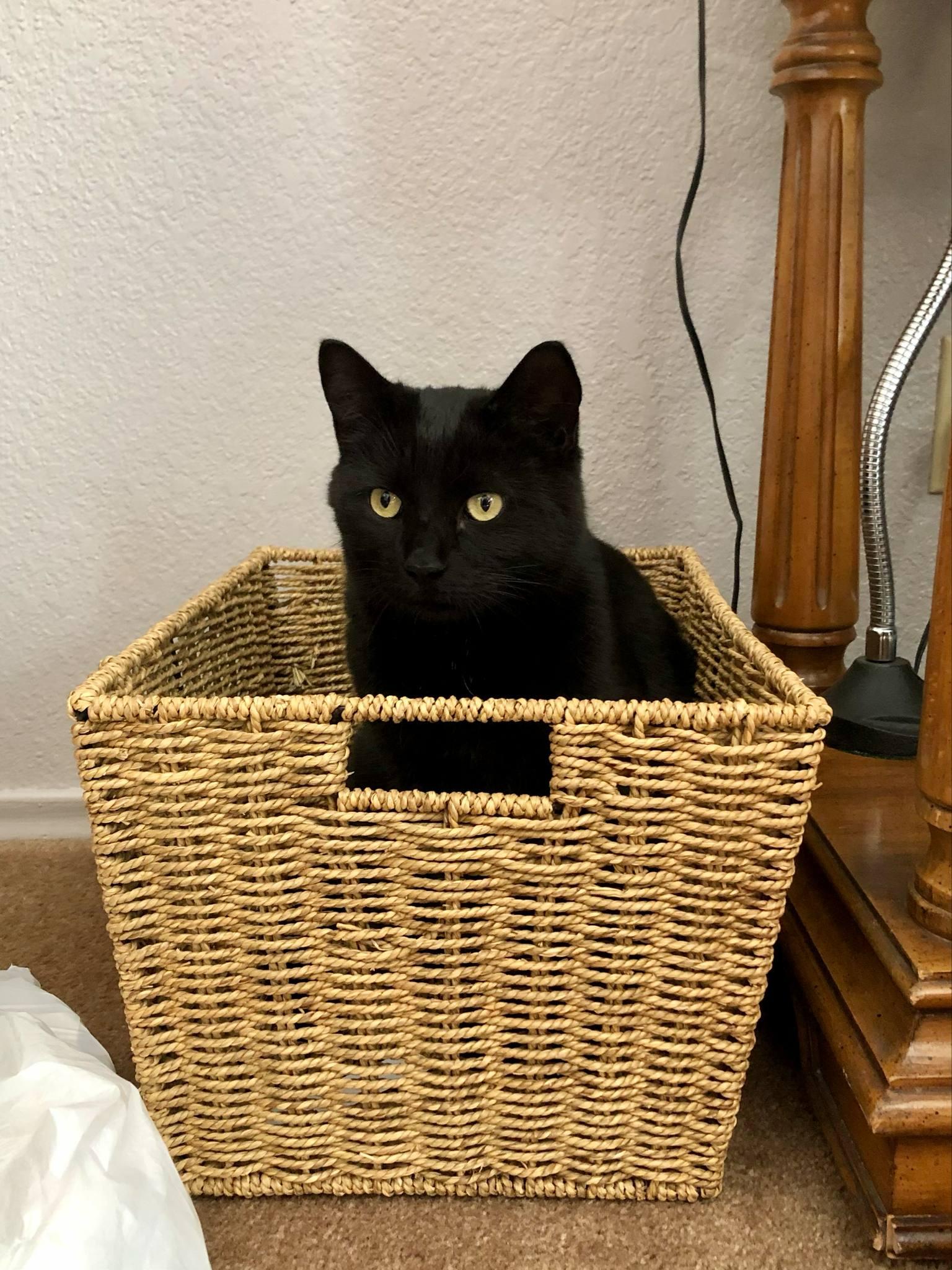 Alice and Archer, a Adopted Domestic Long Hair in San Diego, CA image 3/6