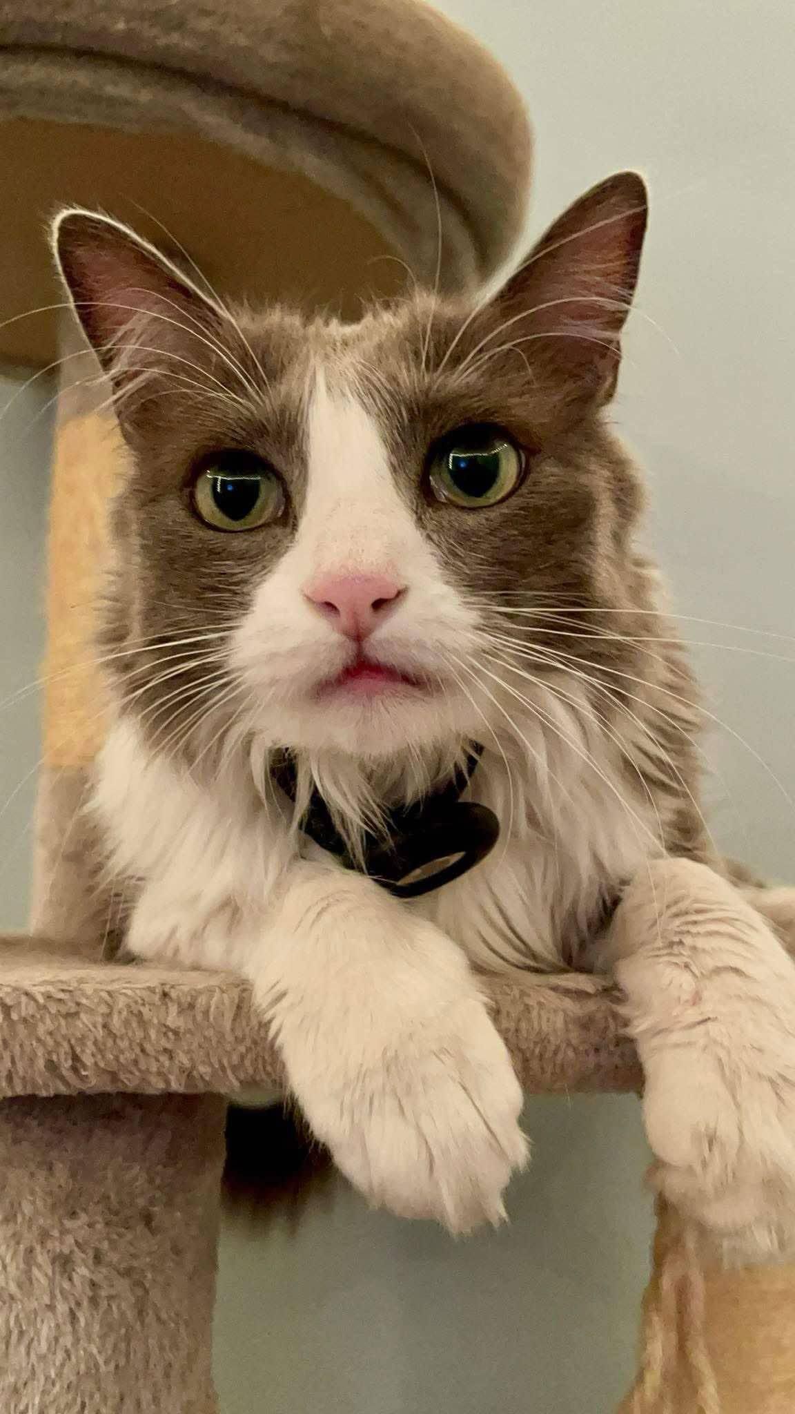 Alice and Archer, a Adopted Domestic Long Hair in San Diego, CA image 4/6