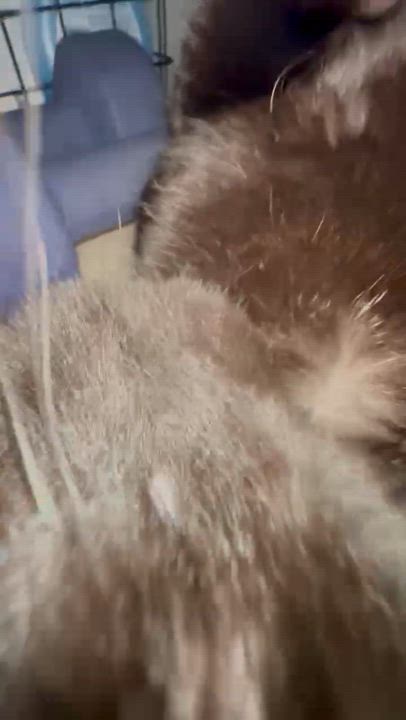 Enlarge Alice and Archer, a Adopted Domestic Long Hair in San Diego, CA video 5/6