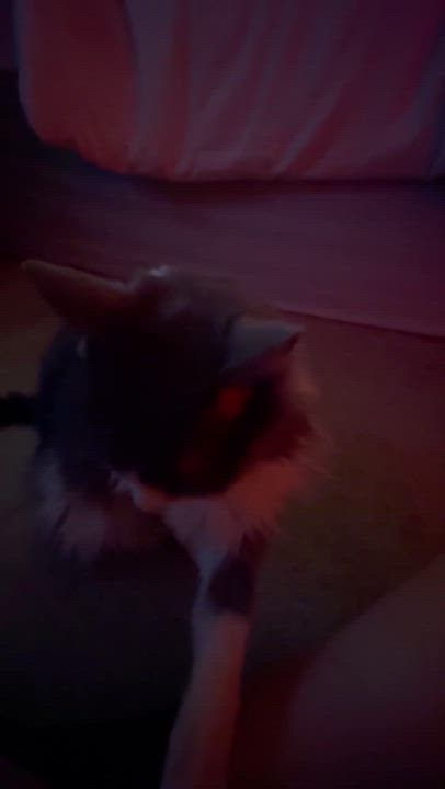 Enlarge Alice and Archer, a Adopted Domestic Long Hair in San Diego, CA video 6/6