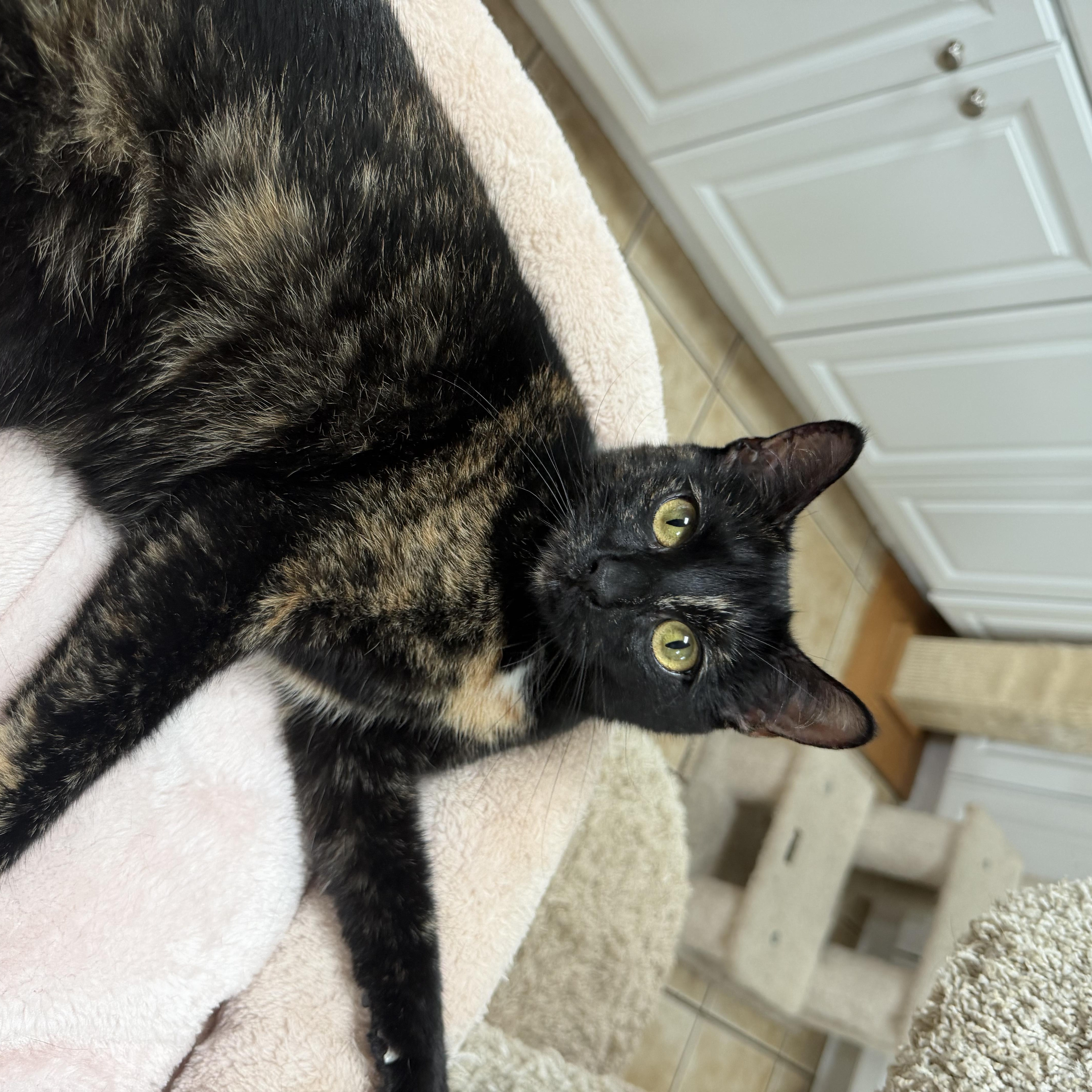 Enlarge GIDGET, a Adoptable Domestic Short Hair in Hamilton, NJ image 2/3