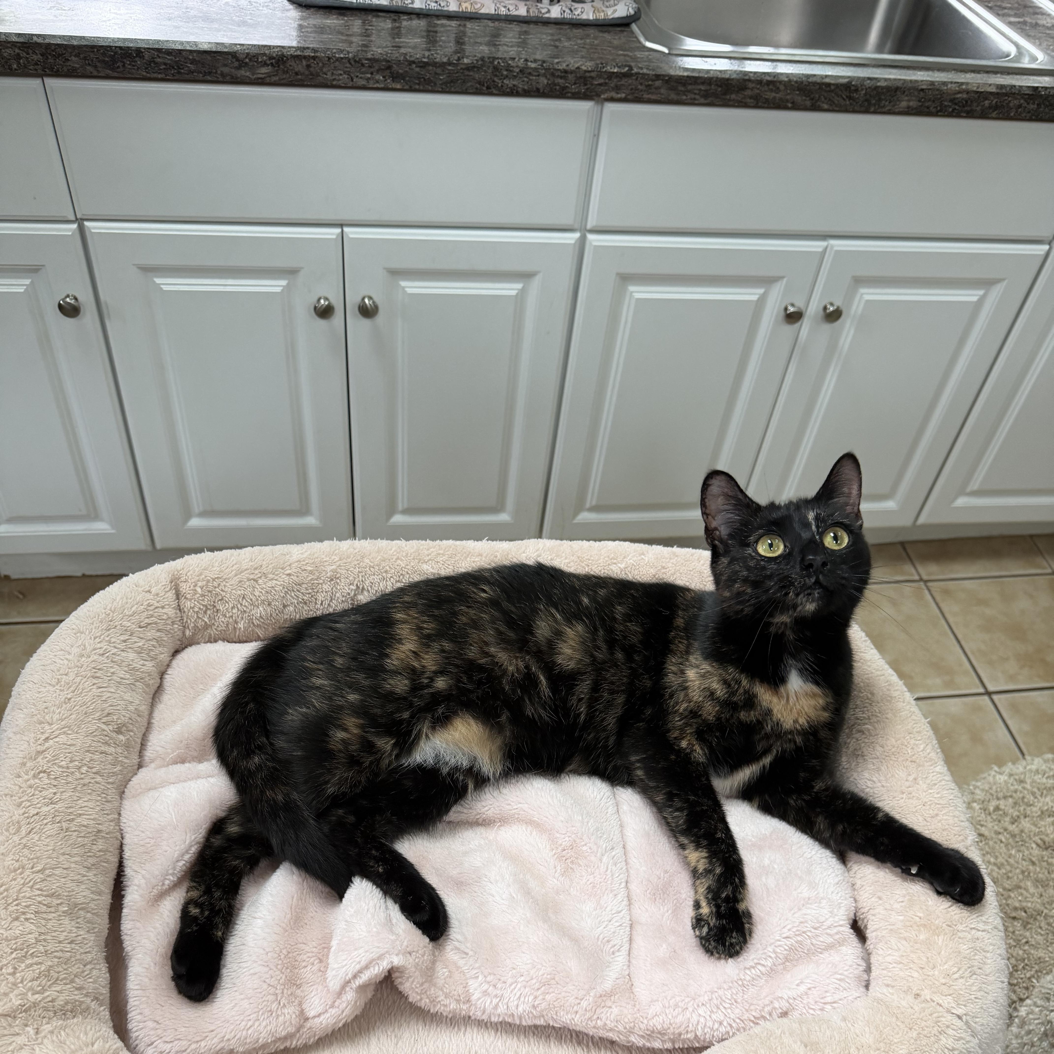 Enlarge GIDGET, a Adoptable Domestic Short Hair in Hamilton, NJ image 3/3