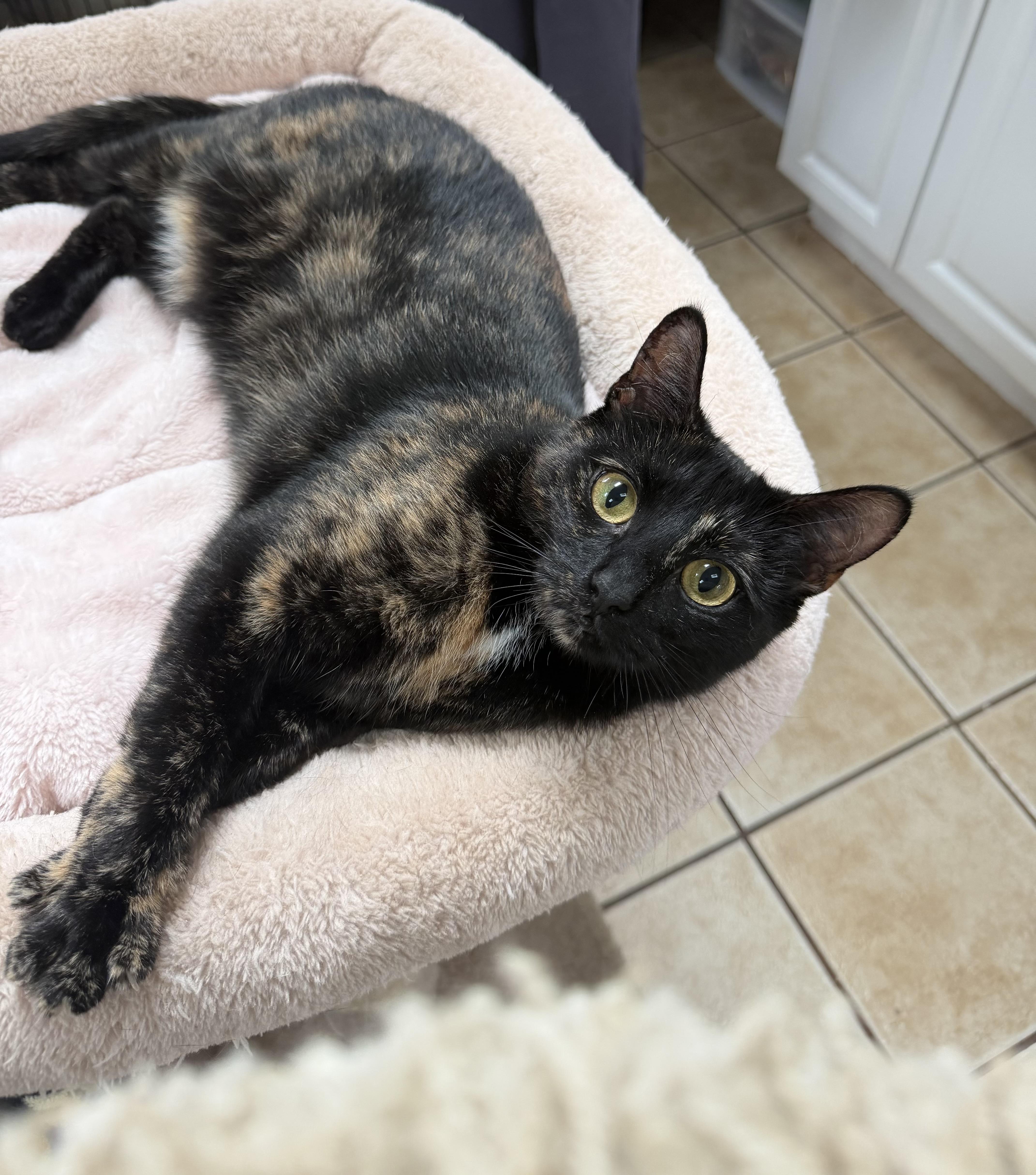 GIDGET, Adoptable, Young Female Domestic Short Hair.