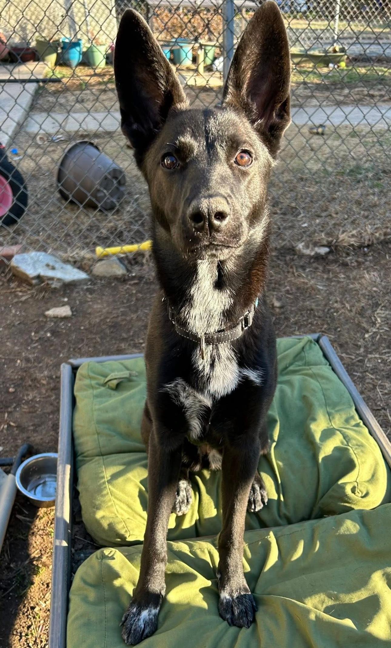 Bella