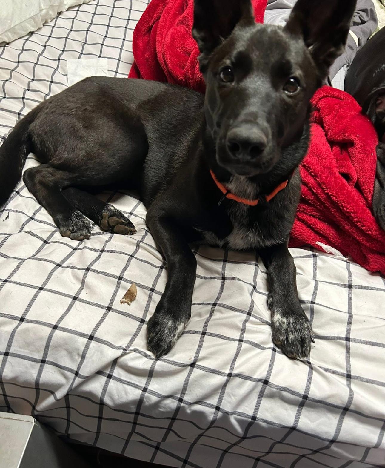 Bella