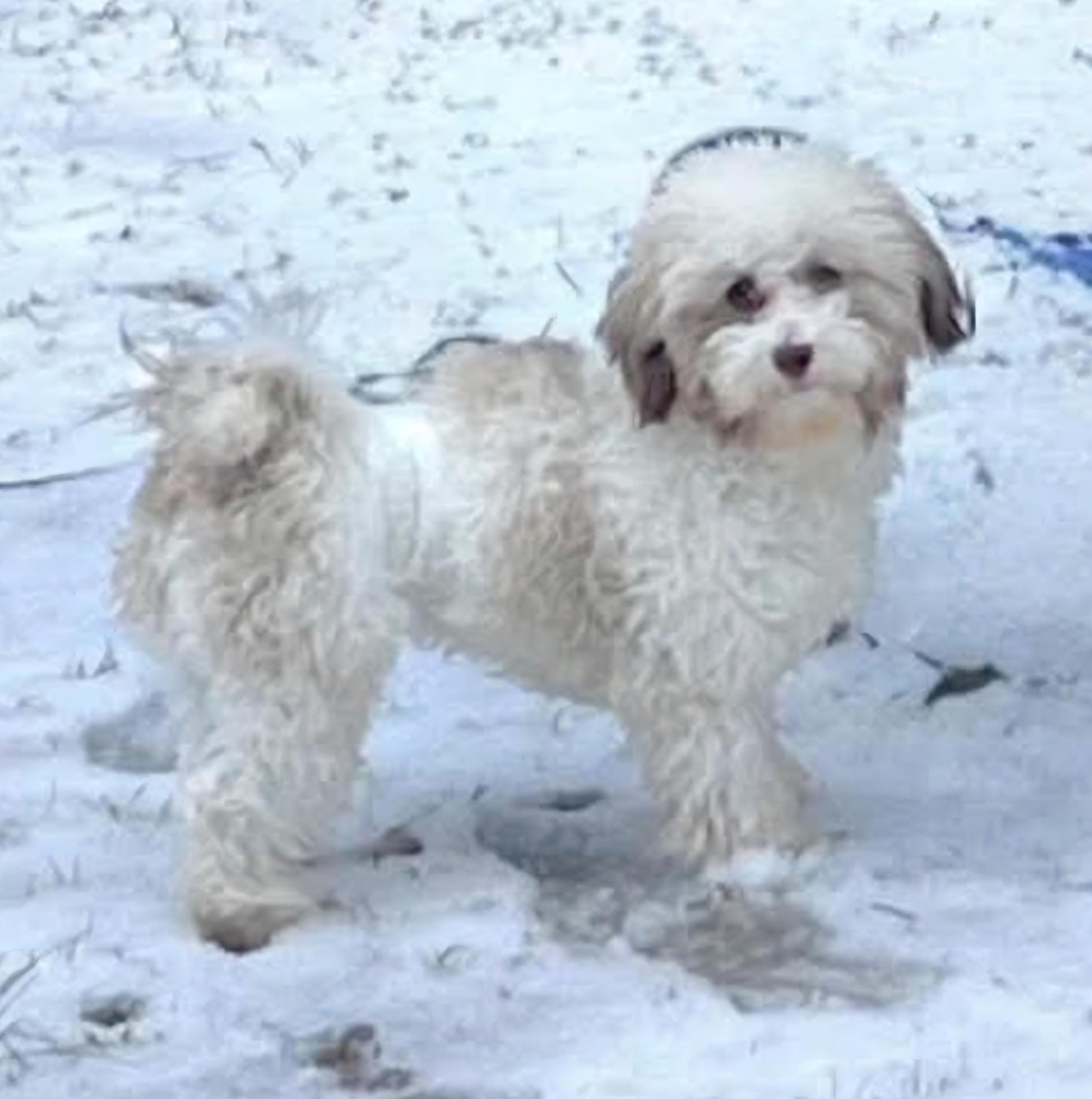 Enlarge Cooper, an adopted Havanese in Gardner, MA image 1/3