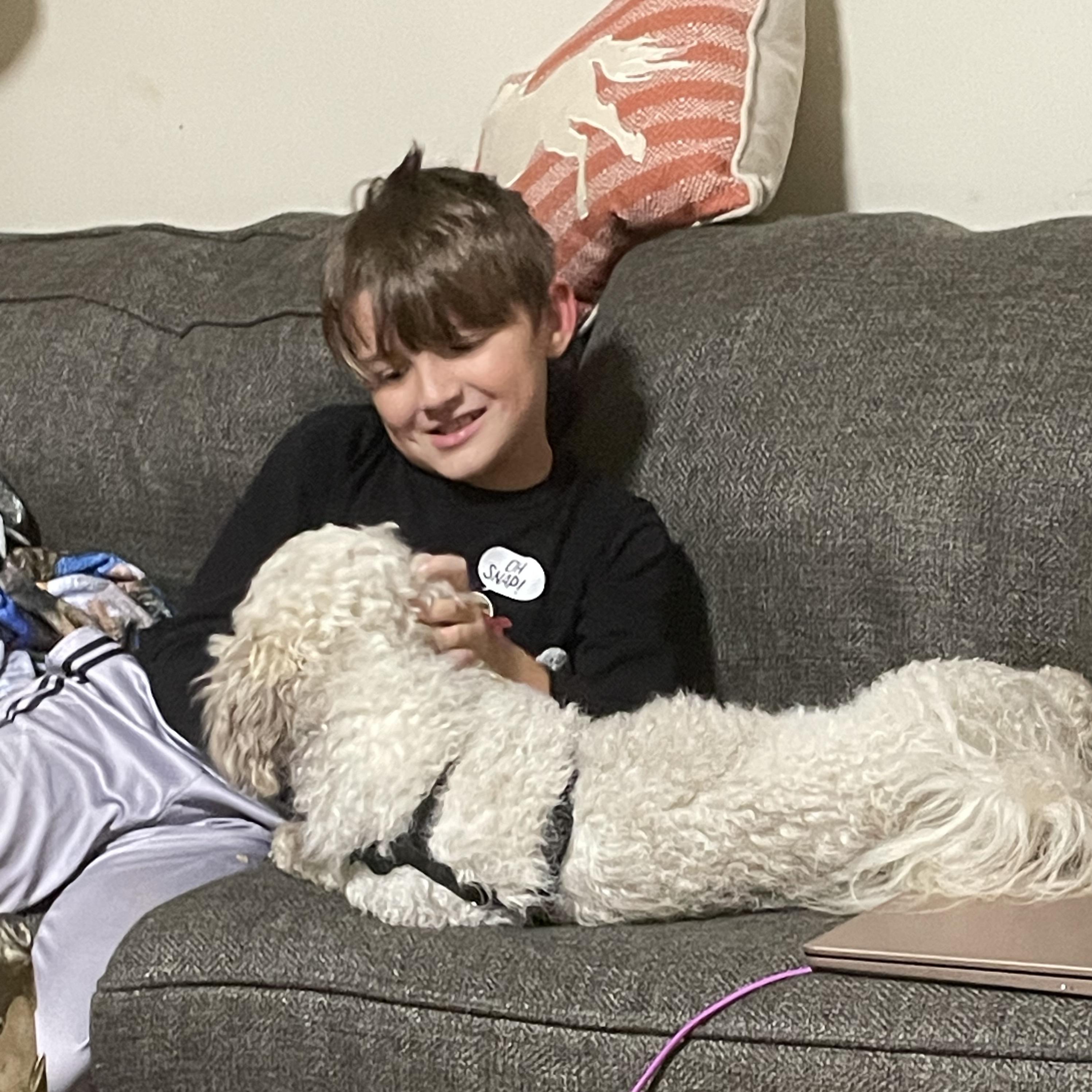 Enlarge Cooper, an adopted Havanese in Gardner, MA image 3/3