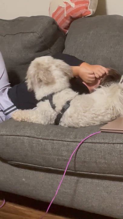 Enlarge Cooper, an adopted Havanese in Gardner, MA video 2/3