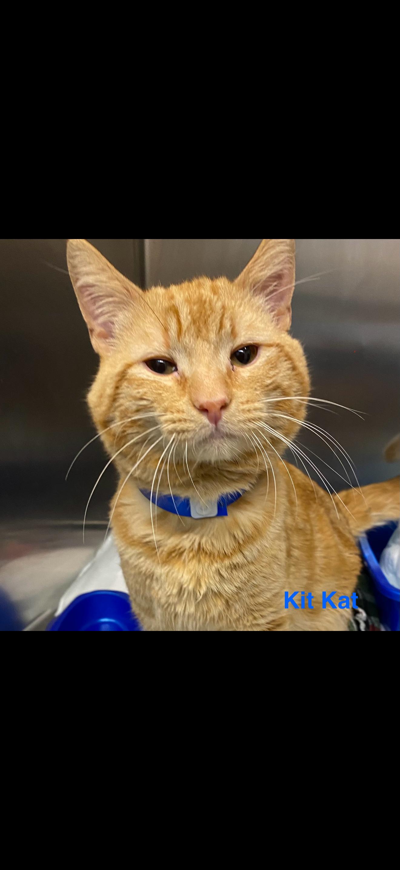 Enlarge KitKat, an adopted Tabby in Las Vegas, NV image 1/1