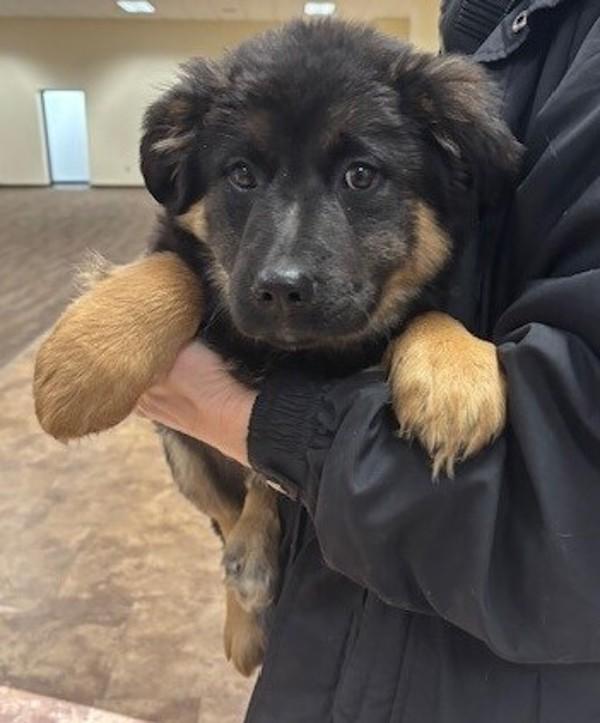 Enlarge 26-01-0110d London, a Adoptable mixed breed in Dallas, GA image 1/1