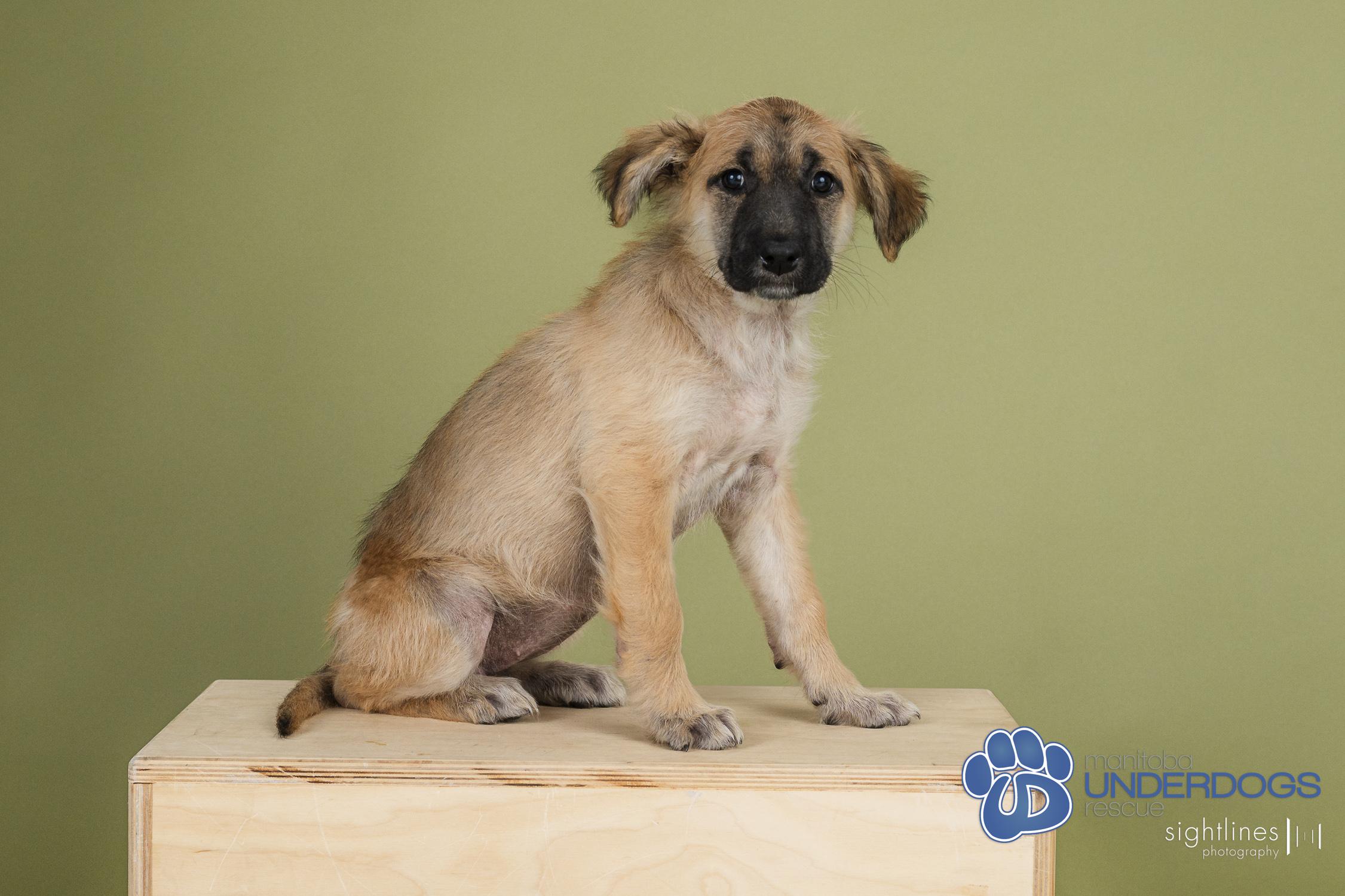 Radish, an adoptable Husky in Winnipeg, MB, R2M 2K2 | Photo Image 1