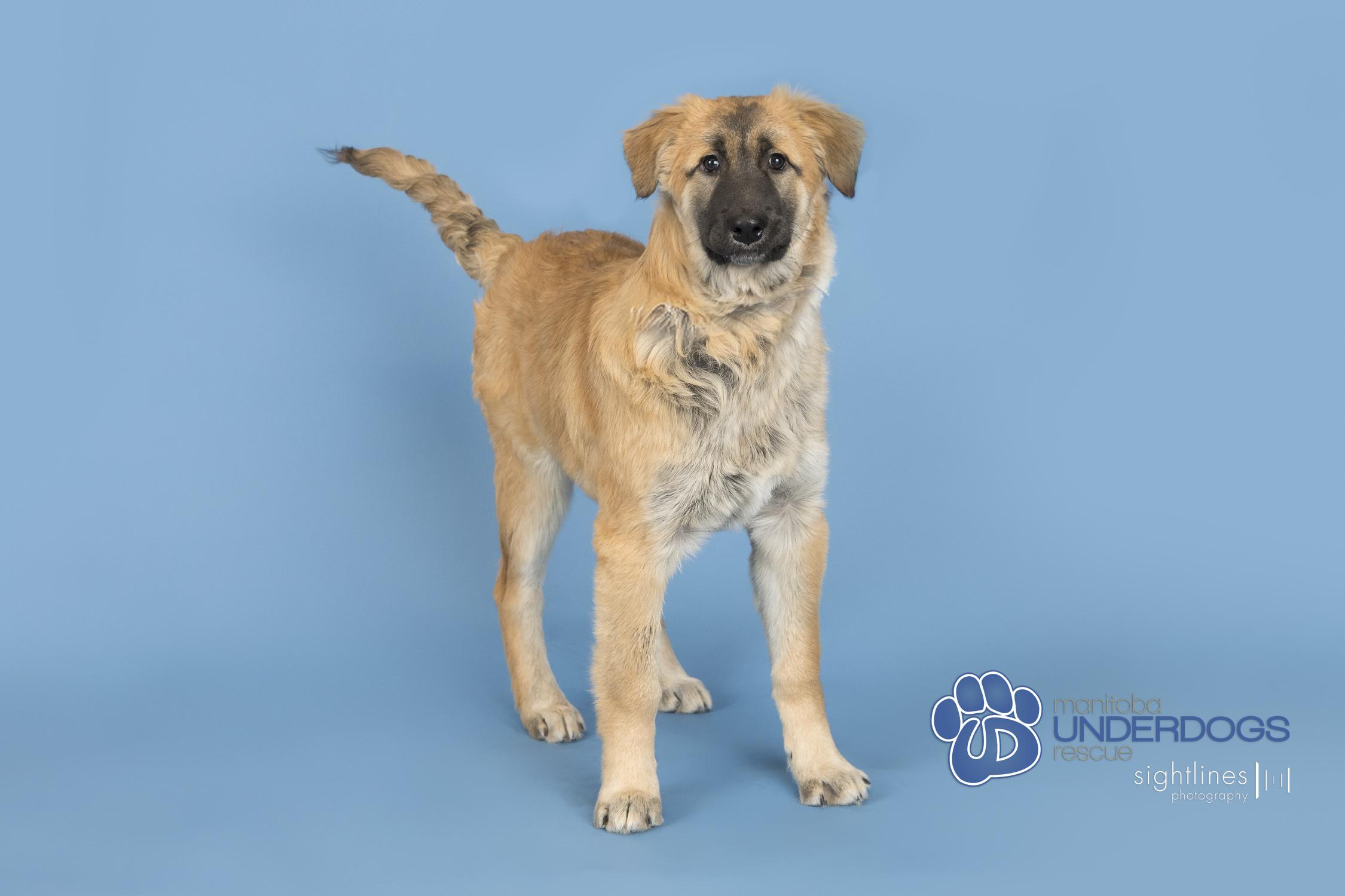 Enlarge Radish, an adoptable mixed breed in Winnipeg, MB image 1/4