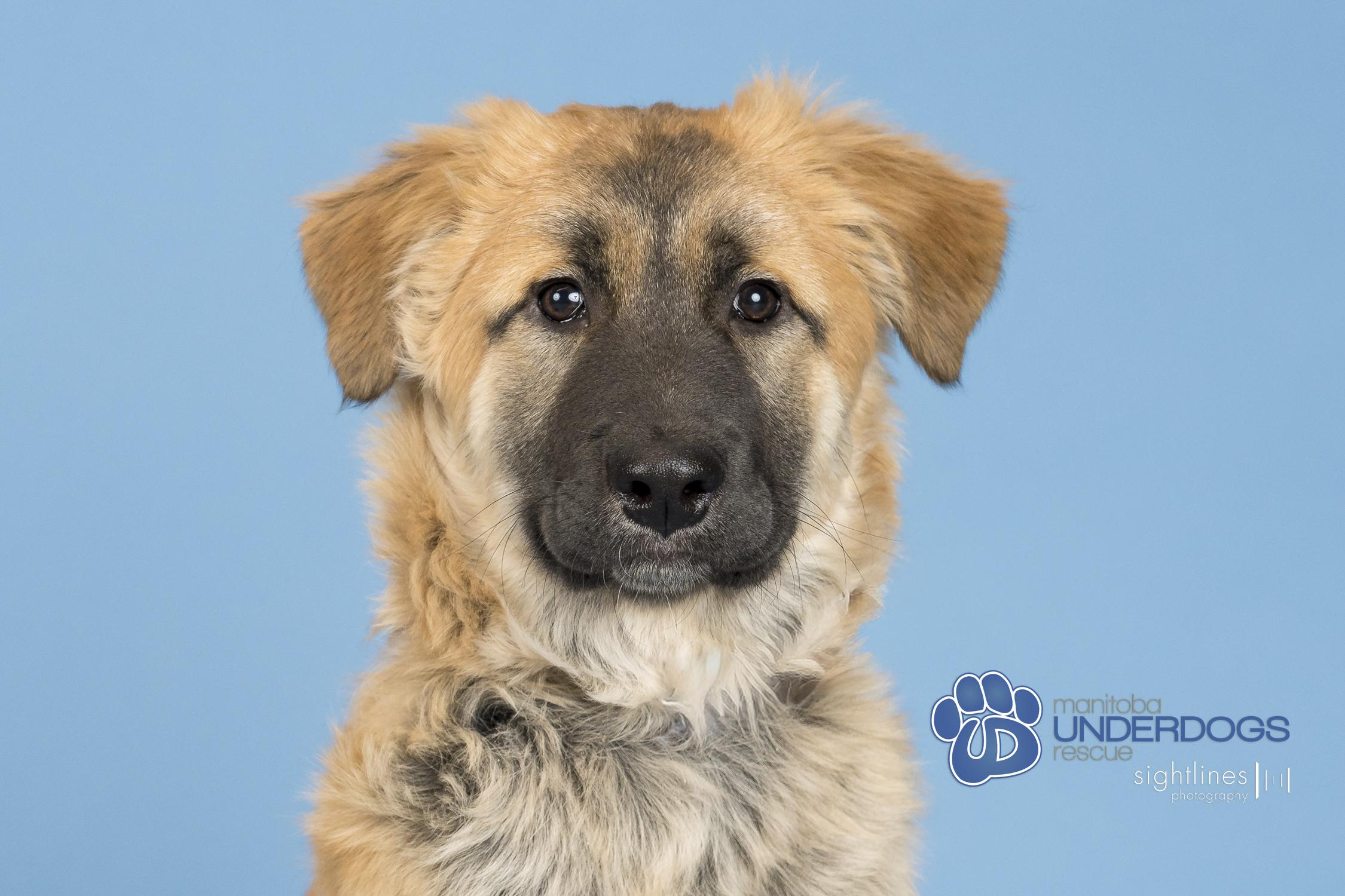 Enlarge Radish, an adoptable mixed breed in Winnipeg, MB image 2/4