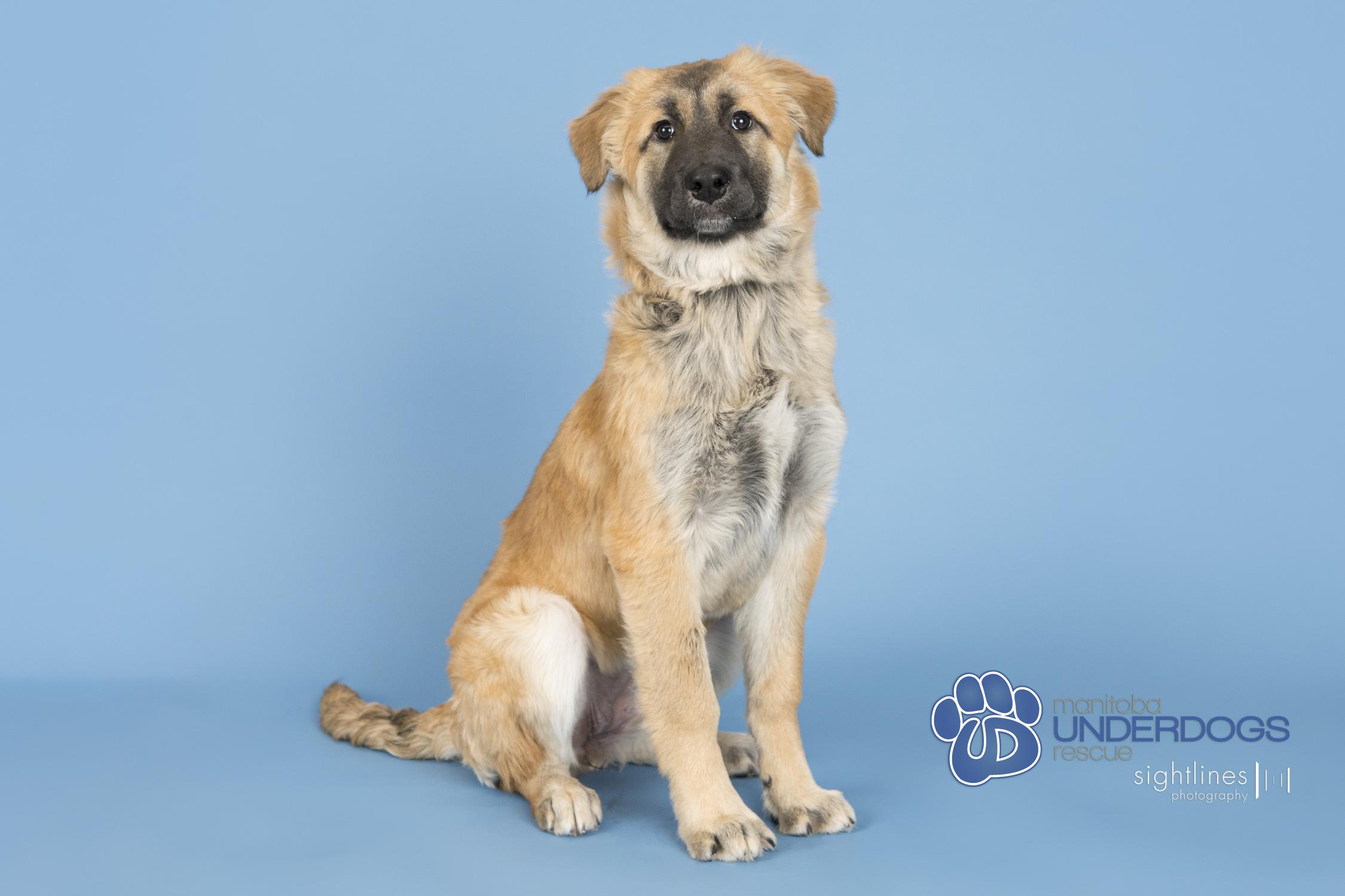 Enlarge Radish, an adoptable mixed breed in Winnipeg, MB image 3/4