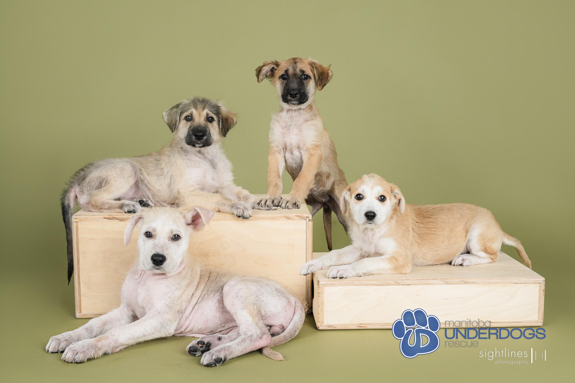 Radish, a Adoptable mixed breed in Winnipeg, MB image 4/4