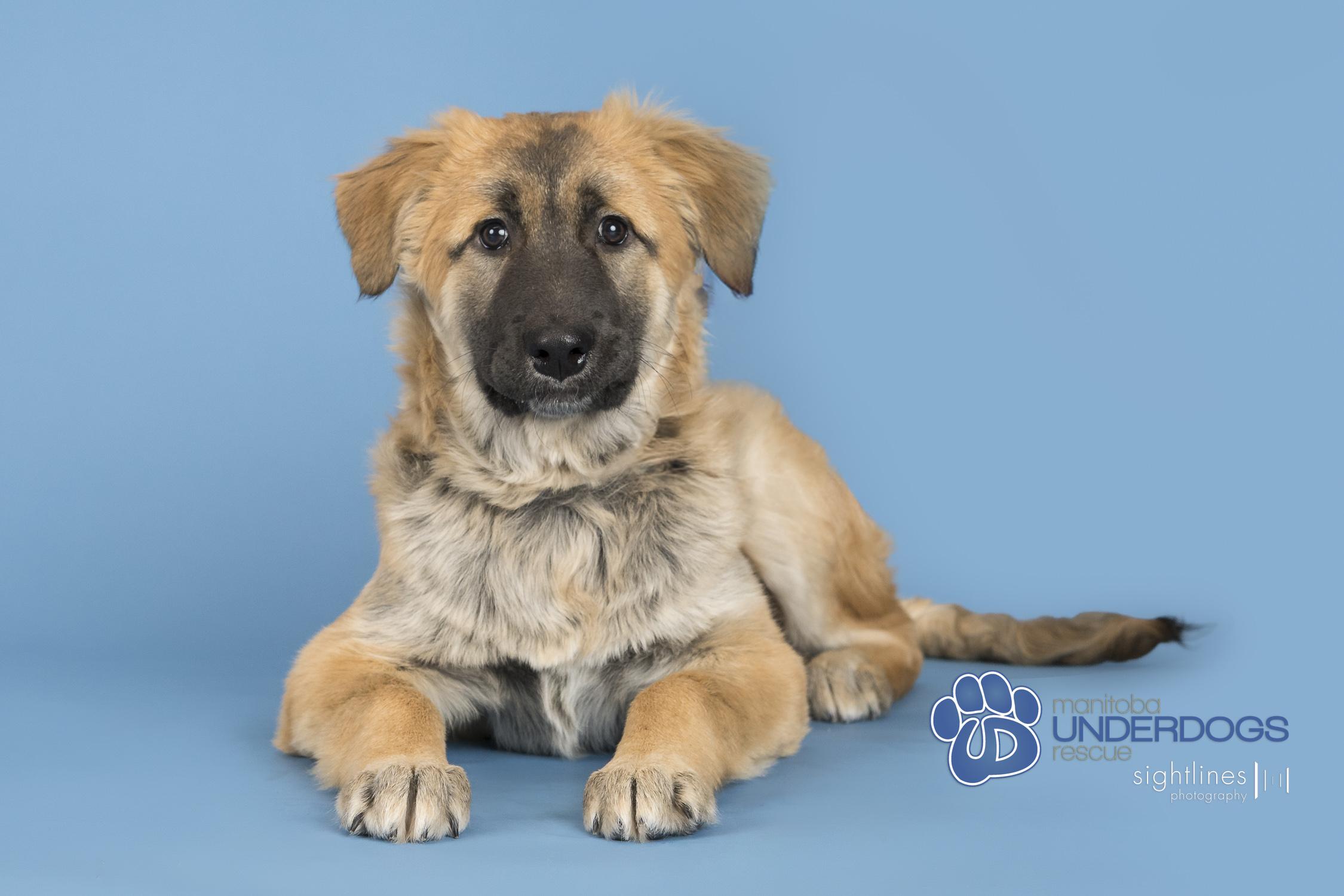 Radish, adoptable, Puppy Female Husky.