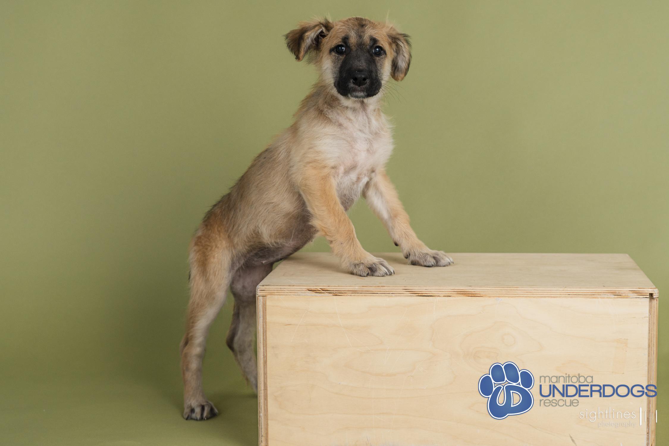 Radish, an adoptable Husky in Winnipeg, MB, R2M 2K2 | Photo Image 3